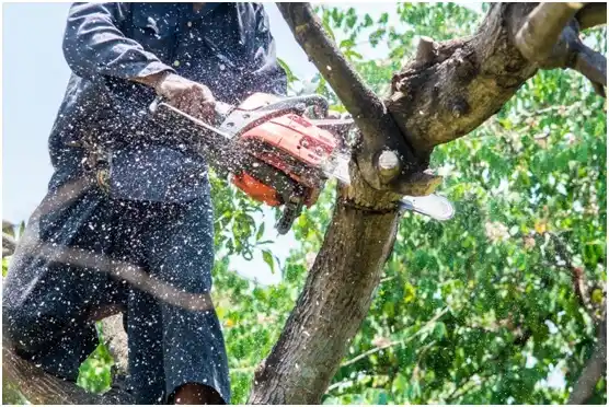 tree services Southmayd